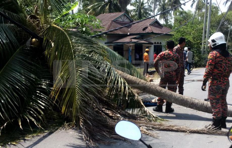 Mohammad Ridzuan maut selepas sebatang pokok kelapa tumbang menimpanya ketika menunggang motosikal. FOTO Ihsan Pembaca