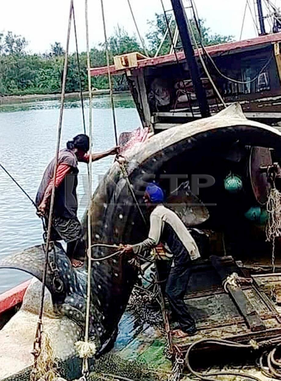 Ikan yu paus atau Rhincodon typus seberat 1.2 tan yang dijumpai terperangkap di dalam pukat tunda milik seorang nelayan laut di perairan Kuala Baram. FOTO Ihsan pembaca