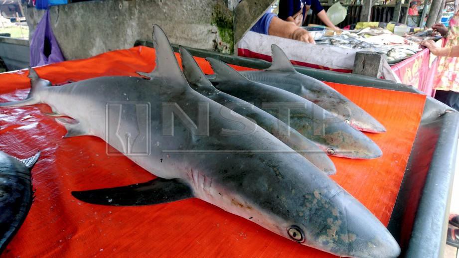 Ikan yu yang ditangkap nelayan dijual secara terbuka di utara Sarawak. FOTO Kandau Sidi