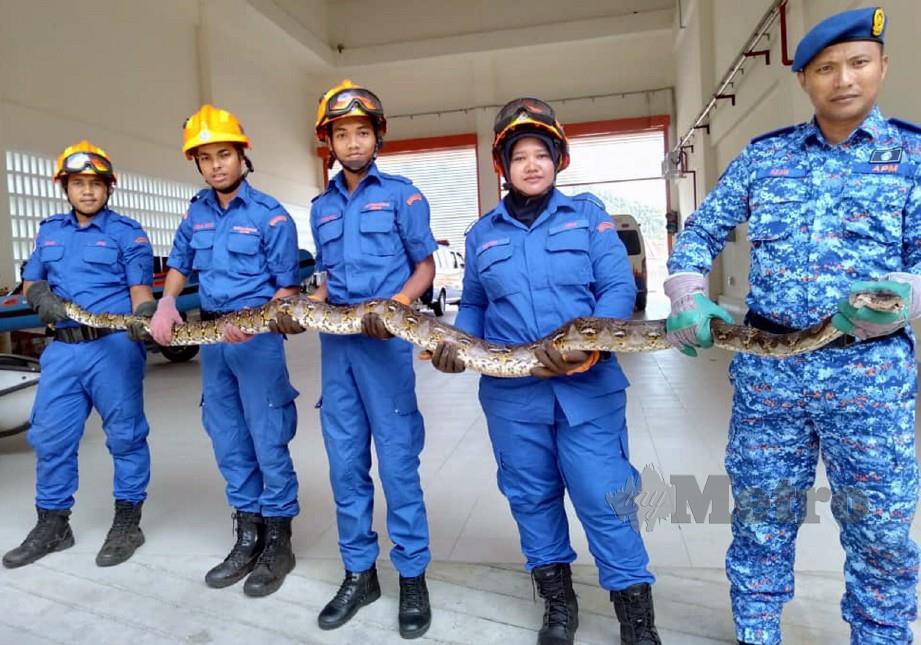 Azamshah (kanan) bersama anggotanya memegang ular sawa yang berjaya ditangkap. FOTO Zuliaty Zulkiffli 