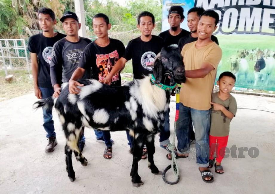 Mohd Asrul Gulam (kanan) bersama Bukk, kambing baka yang memenangi Pertandingan Kambing Comel. FOTO Hanneeyzah Bariah Baharin 