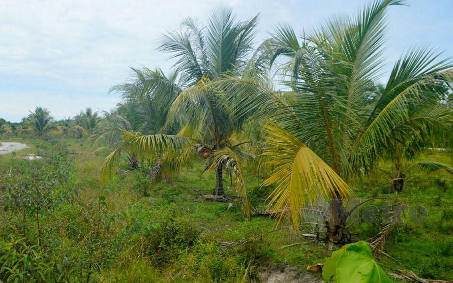 Projek kelapa  mataq bakal diubati Harian Metro