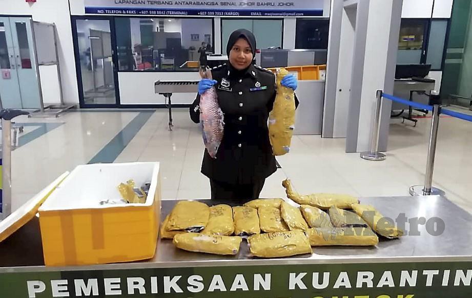 MAQIS menggagalkan tindakan pelancong yang cuba menyeludup ikan sejuk beku di Lapangan Terbang Antarabangsa Senai. FOTO Ihsan MAQIS Johor