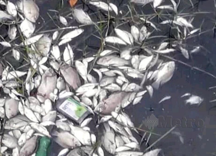 GAMBAR tular di Facebook mengenai ikan mati di kawasan dekat Pantai Lido.