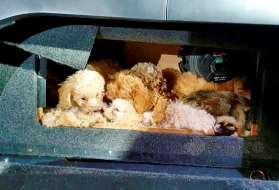 Kotak pembesar suara kereta yang diubah suai untuk menyeludup 10 anak anjing dan dua anak kucing.