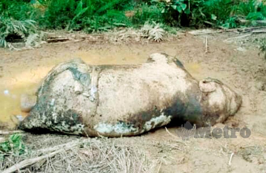BANGKAI gajah Pygmy Borneo dengan kesan tembakan dan gading hilang yang ditemui dalam ladang di Beluran. FOTO Jabatan Hidupan Liar Sabah