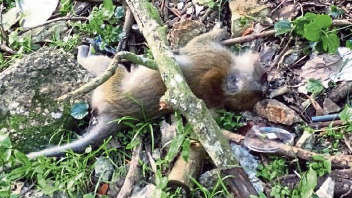 PETIKAN video tular menunjukkan monyet disyaki diberi makanan mengandungi racun di Paya Terubong. FOTO ihsan pembaca