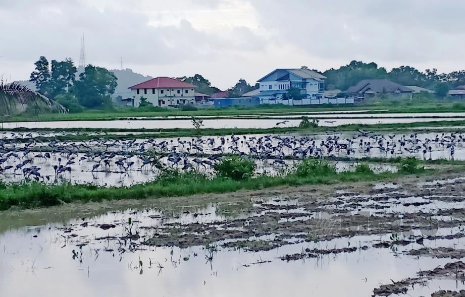 RIBUAN burung bangau berkumpul di sawah Kampung Sungai Rengas. FOTO Ahmad Rabiul Zulkifli