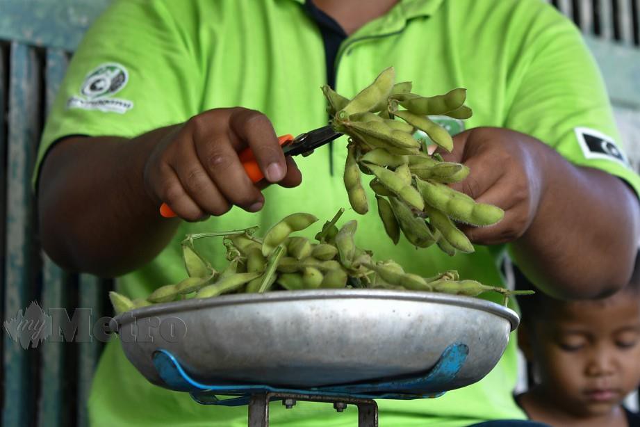 MUHAMMAD Fahmi melakukan proses mengasingkan kacang bulu daripada daun dan batang. FOTO Bernama