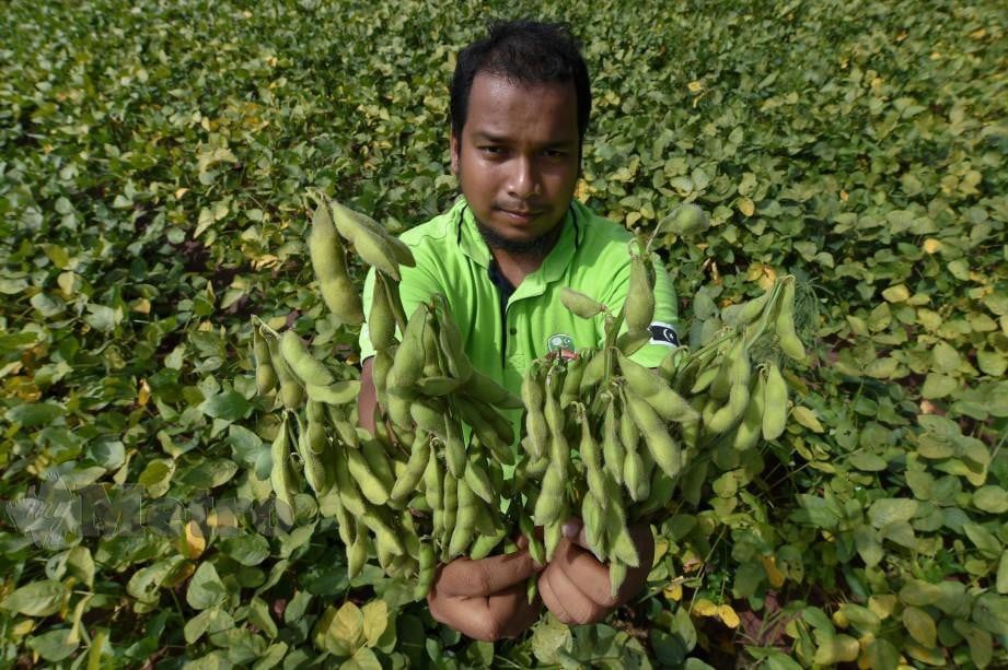 MUHAMMAD Fahmi menunjukkan kacang bulu yang dituai di kebun. FOTO Bernama