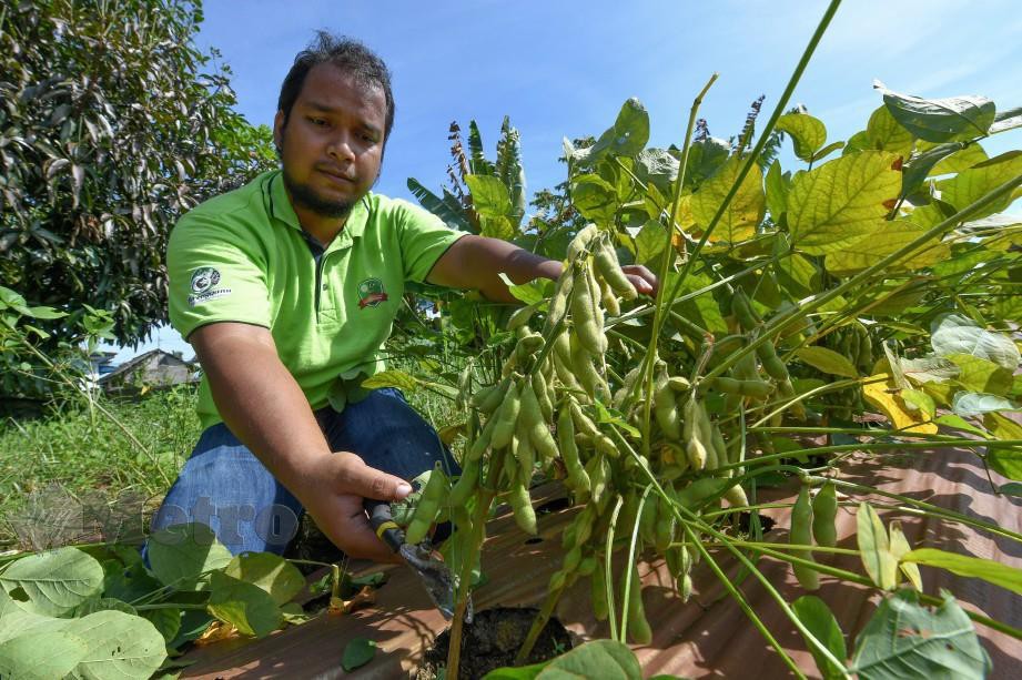 MUHAMMAD Fahmi menuai hasil tanaman kacang bulu di kebun di Wakaf Mempelam. FOTO Bernama
