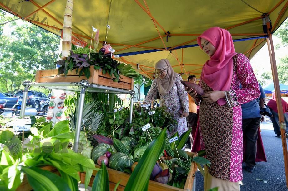 NUR Syafika (kanan) bersama rakan Siti  Nor Ain Mohamed, 24, melihat 99 jenis ulam-ulaman yang dipamerkan. FOTO Bernama