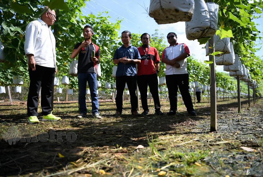 TIMBALAN Pengerusi Perbadanan Kemajuan Pertanian Pahang (PKPP) Datuk Seri Shahiruddin Ab Moin (kiri) mendengar penerangan Azmani (dua, kiri) ketika melawat kebun sayur. FOTO Bernama
