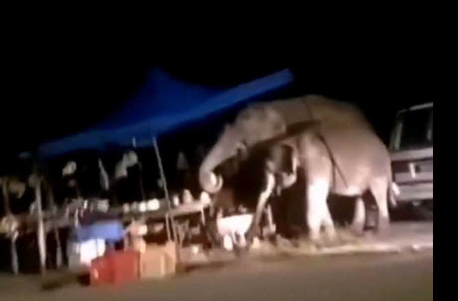 PETIKAN rakaman video tular di Facebook menunjukkan dua gajah liar meluru ke gerai buah-buahan.