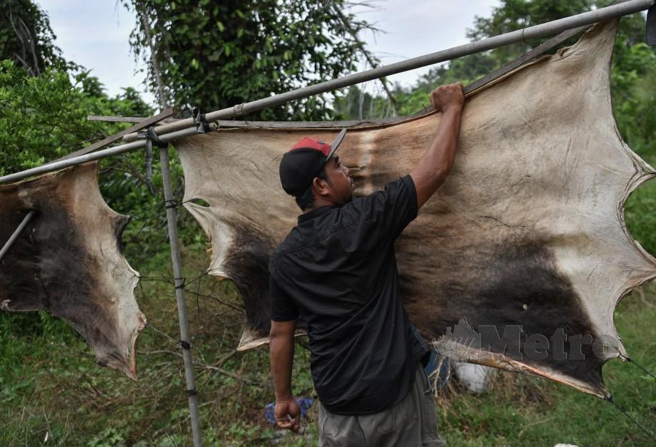 Kassim menjemur kulit lembu. FOTO BERNAMA