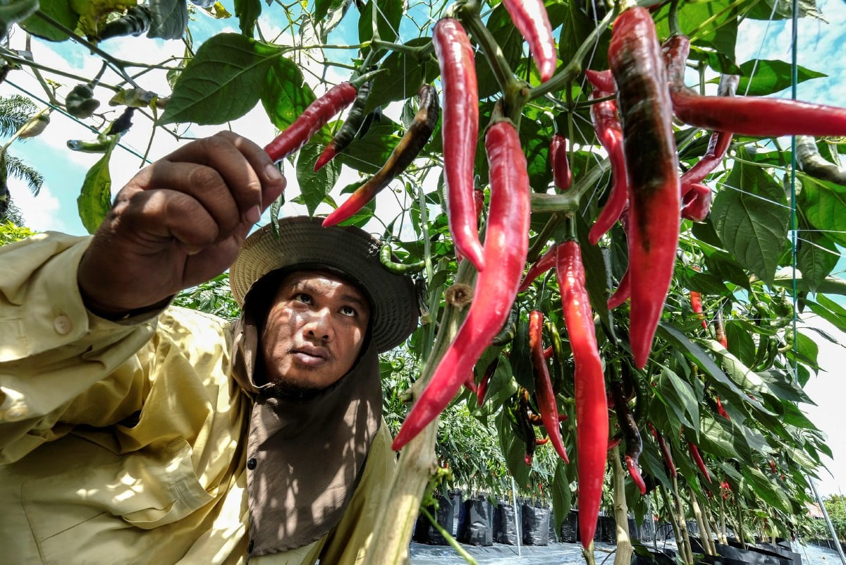 AHMAD Irham memetik cili merah di kebun tanaman cili besar di Dengkil. FOTO Bernama