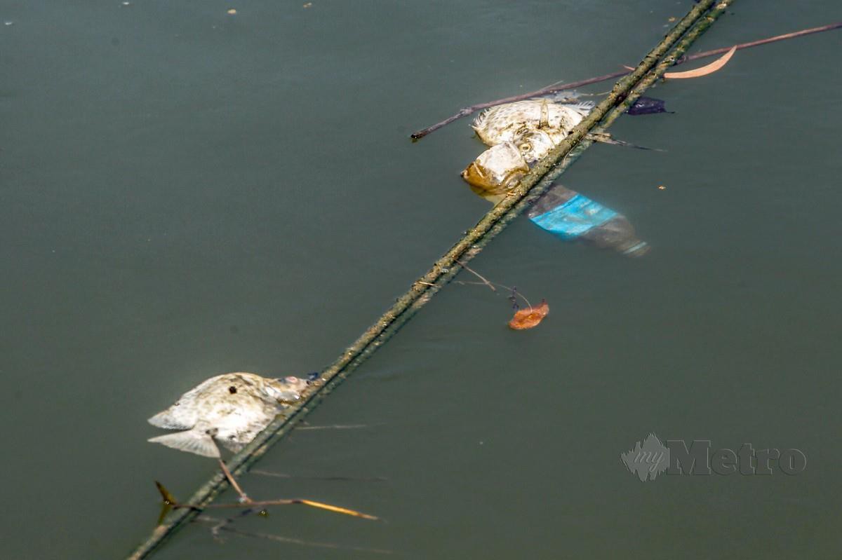 ANTARA ikan mati yang terapung dalam Sungai Perai berhampiran Taman Kimsar. FOTO Danial Saad