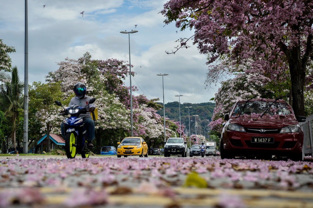 Musim bunga “Sakura Malaysia”  kini kembali lagi di sekitar Kuala Lumpur. FOTO Bernama