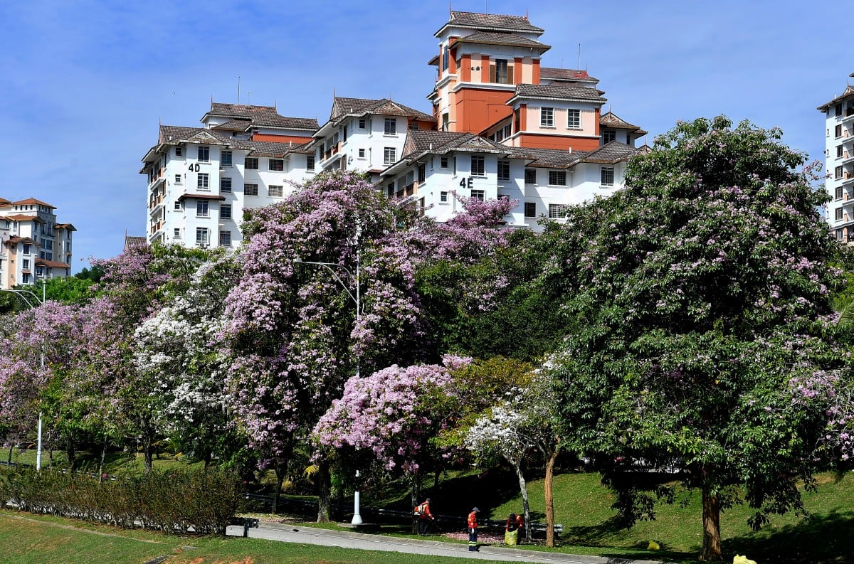 Musim bunga 'Sakura Malaysia’ yang kini hangat di sekitar Kuala Lumpur, Pulau Pinang dan Kedah turut dapat dirasai di sekitar Putrajaya. FOTO Bernama