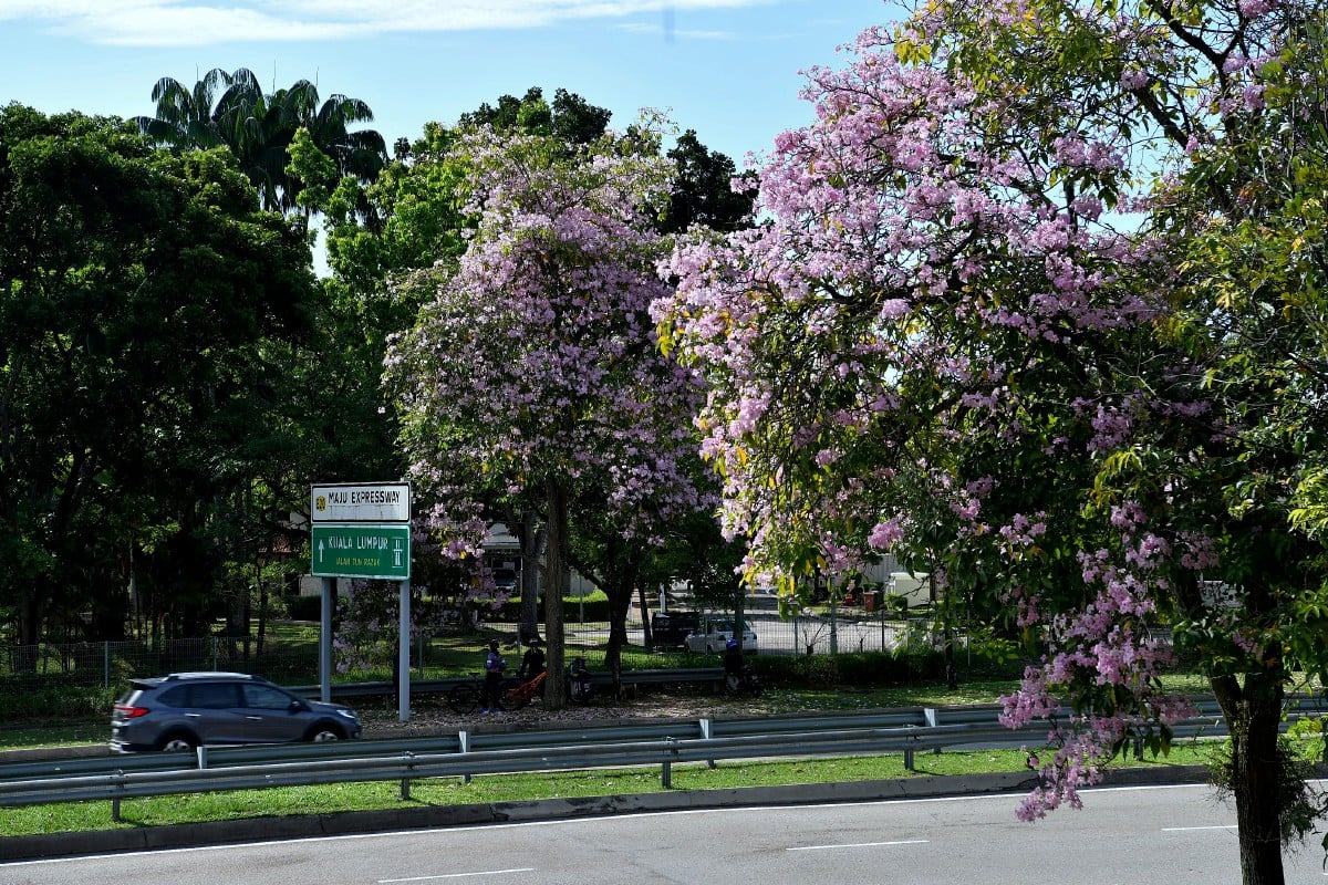 Musim bunga 'Sakura Malaysia’ yang kini hangat di sekitar Kuala Lumpur, Pulau Pinang dan Kedah turut dapat dirasai di sekitar Putrajaya. FOTO Bernama