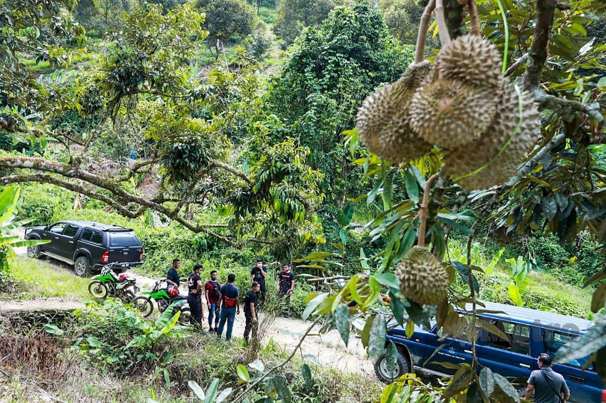 ANGGOTA polis mengawasi operasi musnah kebun durian Musang King di Hutan Simpan Batu Talam. FOTO Mohd Rafi Mamat.
