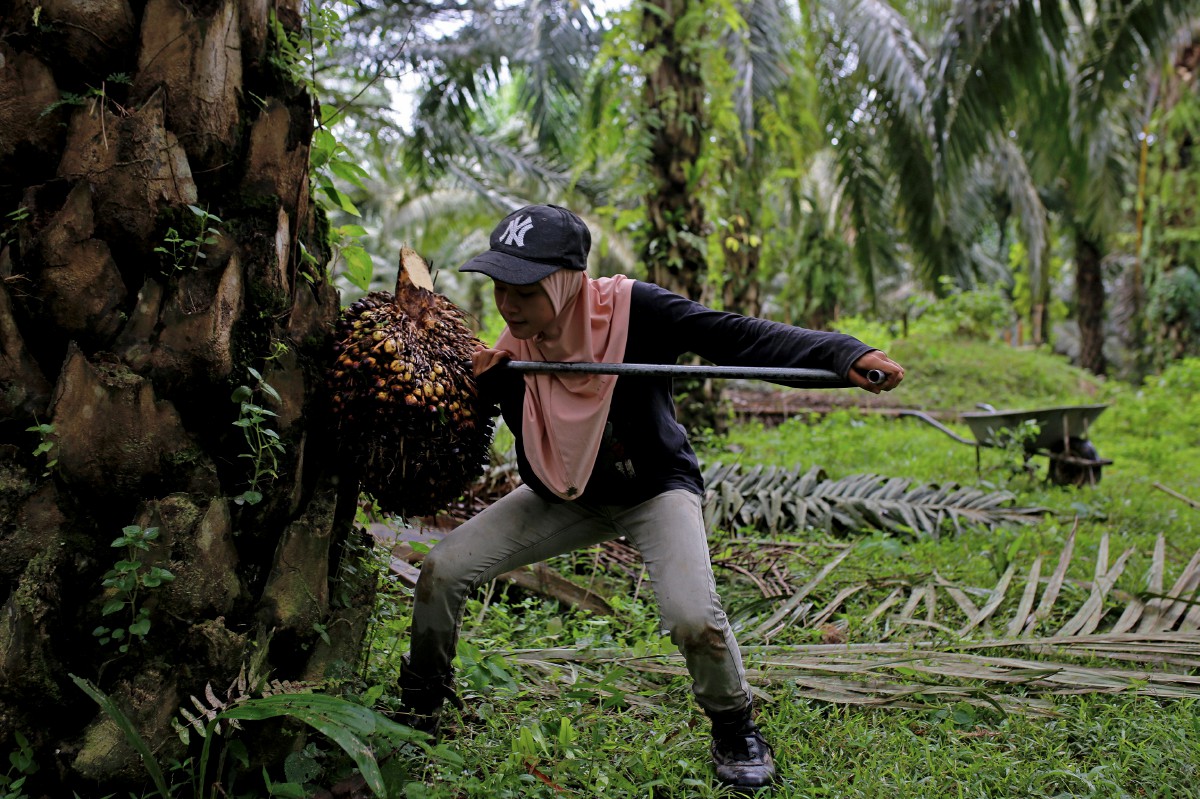 Nor Syazwani melakukan kerja memikul sebuah kelapa sawit dengan anggaran seberat lebih 25 kilogram dengan teknik yang dipelajari dari bapa saudara dan datuknya. FOTO BERNAMA