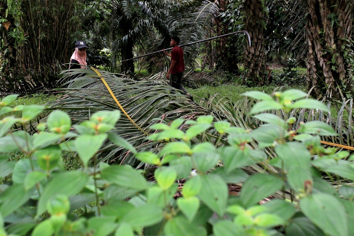 Nor Syazwani (kiri) melakukan kerja mengalihkan pelepah kelapa sawit ke tempat disediakan ketika menuai hasil buah sawit bersama bapa saudaranya di Felda Pasoh 4, baru-baru ini. FOTO BERNAMA