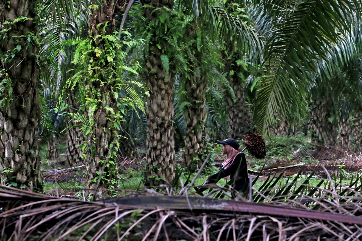 Nor Syazwani memasukkan buah kelapa sawit ke dalam lori sebelum dibawa ke kilang pemprosesan berhampiran ladang milik datuknya. FOTO BERNAMA