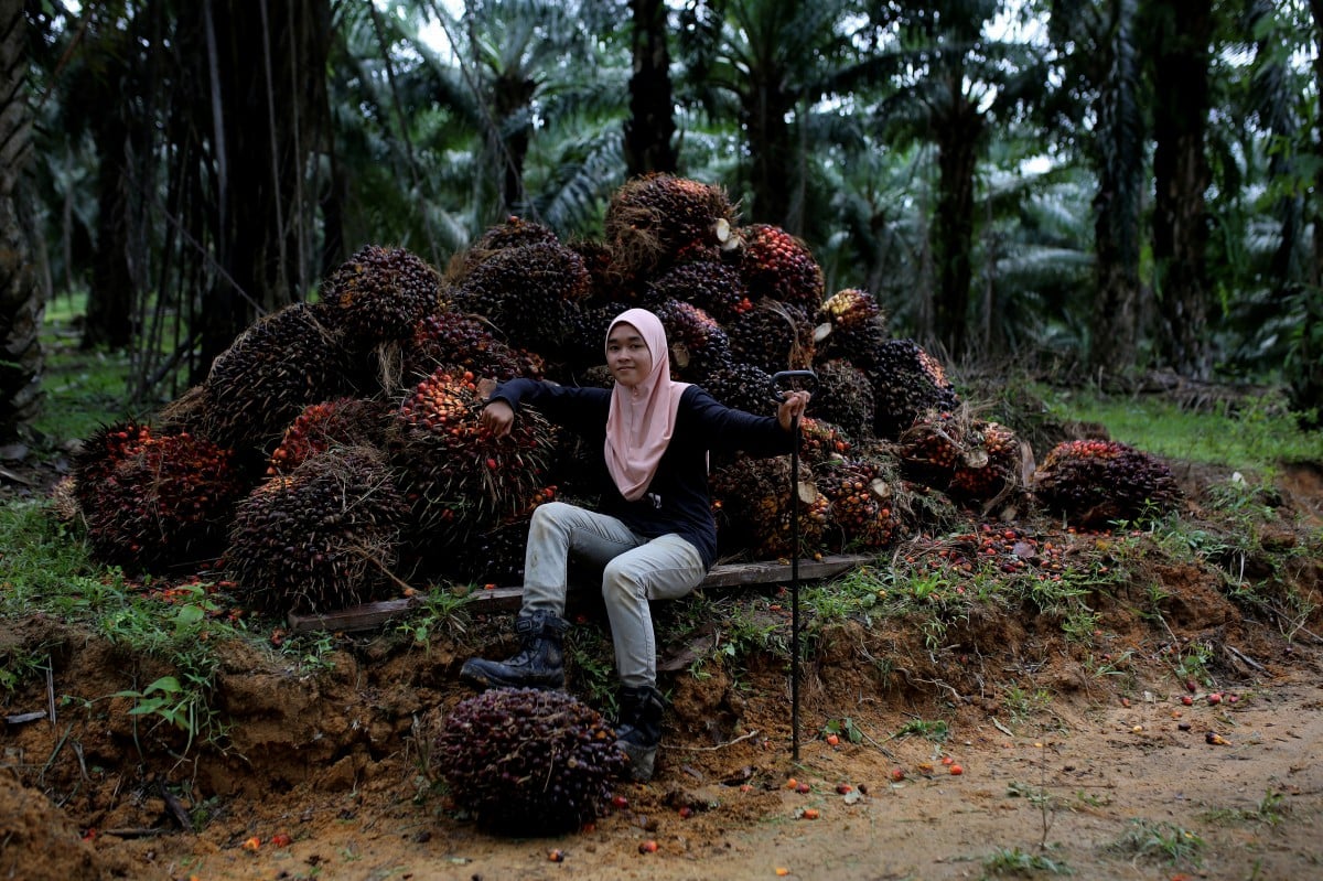 Nor Syazwani ketika  melakukan kerja di tempat pengumpulan buah kelapa sawit milik datuknya di Felda Pasoh 4, baru-baru ini. FOTO BERNAMA