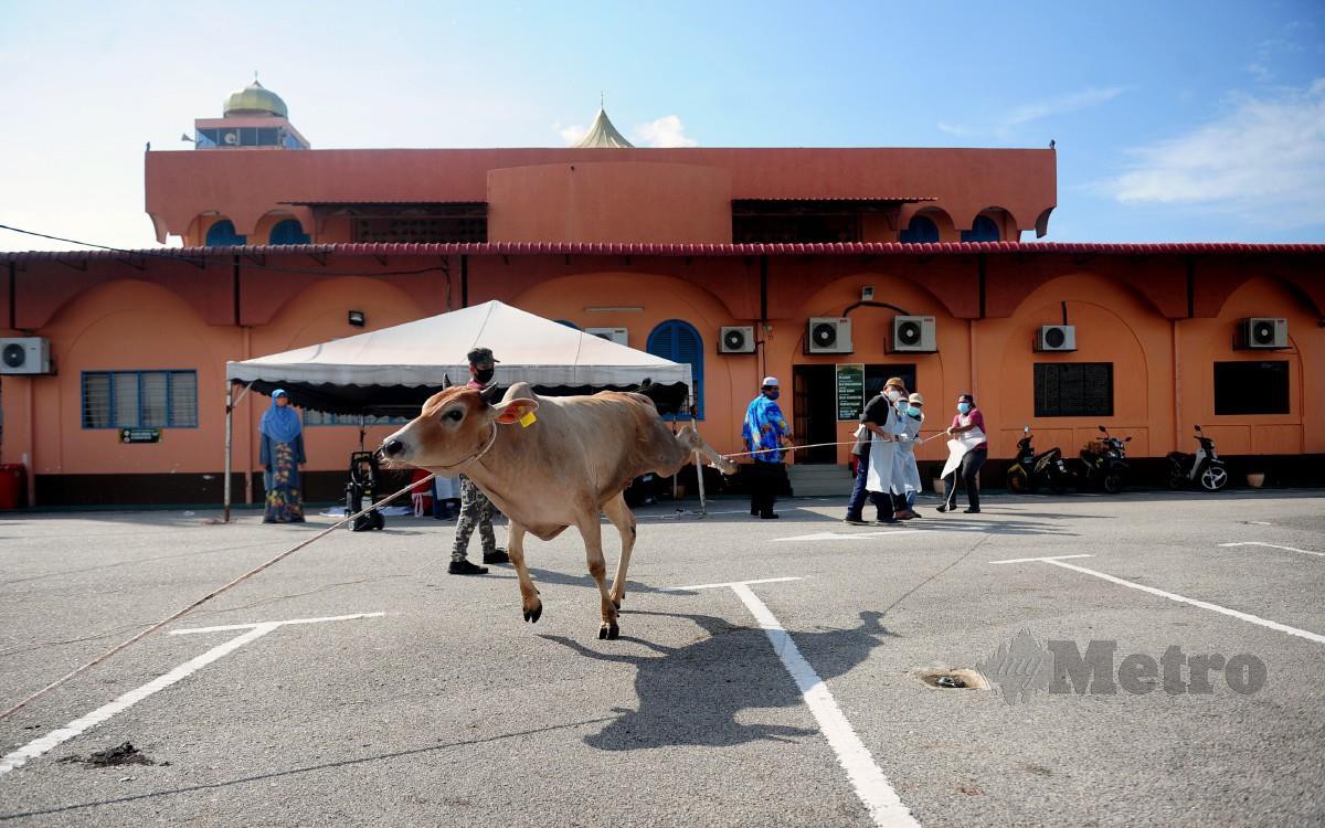 PETUGAS menumbangkan lembu yang akan dikorbankan dengan mematuhi SOP ketika tinjauan sambutan Aidiladha di Masjid An-Naim Jalan Kebun Seksyen 30, Shah Alam. FOTO Bernama
