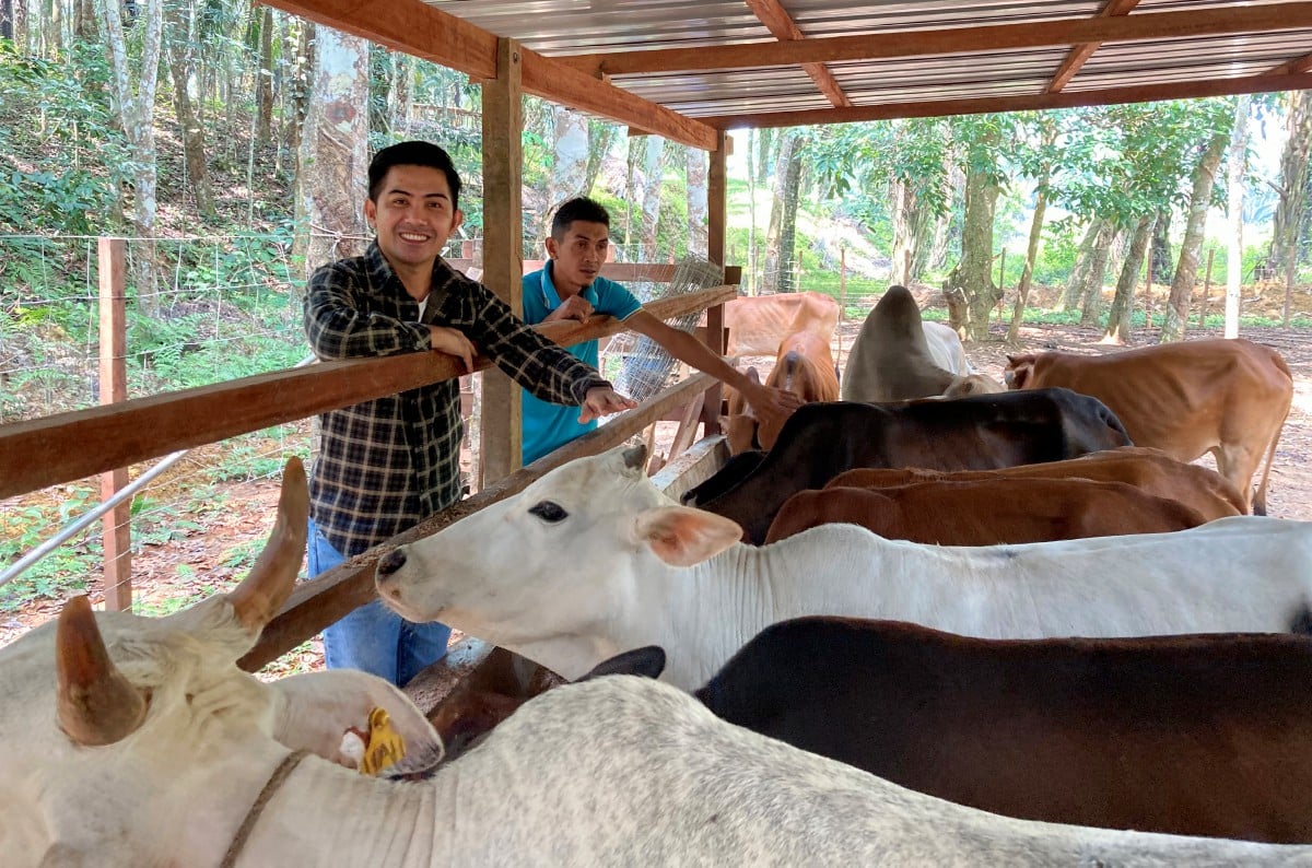 'Sir Ladang' atau Ridzuan (kiri) dan adiknya, Hanafi mengambil inisiatif menimba ilmu dalam soal penternakan dan penjagaan lembu daripada pengusaha ladang lembu berpengalaman di kampung mereka di Felda Bukit Kepayang, Bera, Pahang. FOTO Bernama
