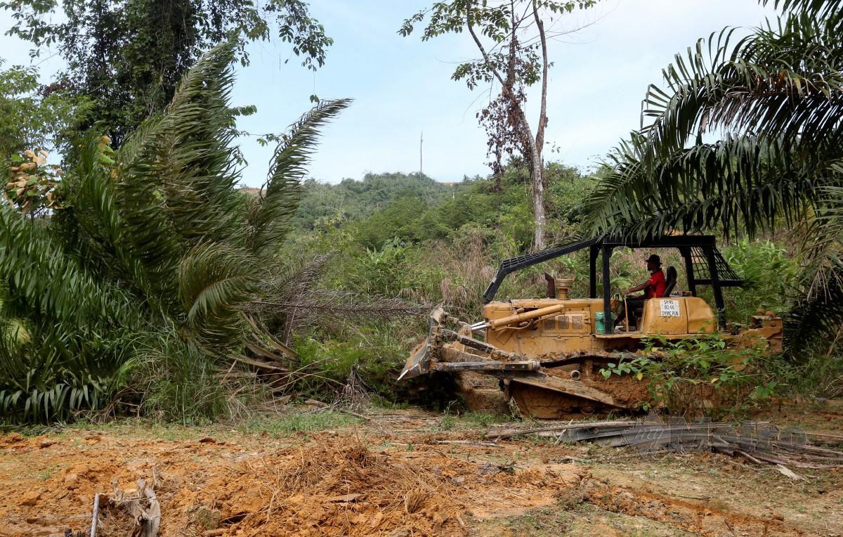 JABATAN Perhutanan Kelantan menggunakan jentolak bagi memusnahkan tanaman sawit di Hutan Simpan Kekal yang diceroboh sindiket. FOTO Nik Abdullah Nik Omar