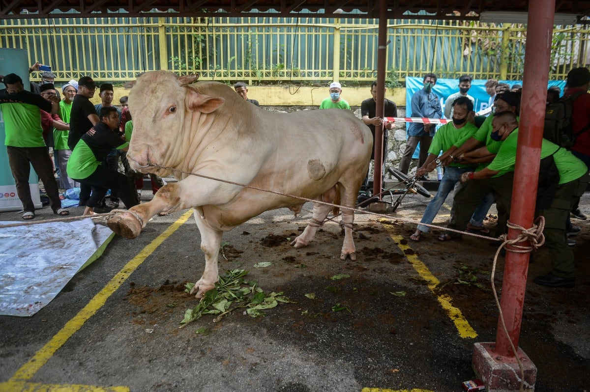 Ahli jemaah bertungkus lumus menumbangkan lembu sado baka Charolais seberat 1.2 tan bernama 'Gemuk' untuk dikorbankan sempena Aidiladha pada Majlis Perlaksanaan Korban Ikhlas 2022 di Masjid Al-Ikhlasiah, Kuala Lumpur. FOTO Bernama