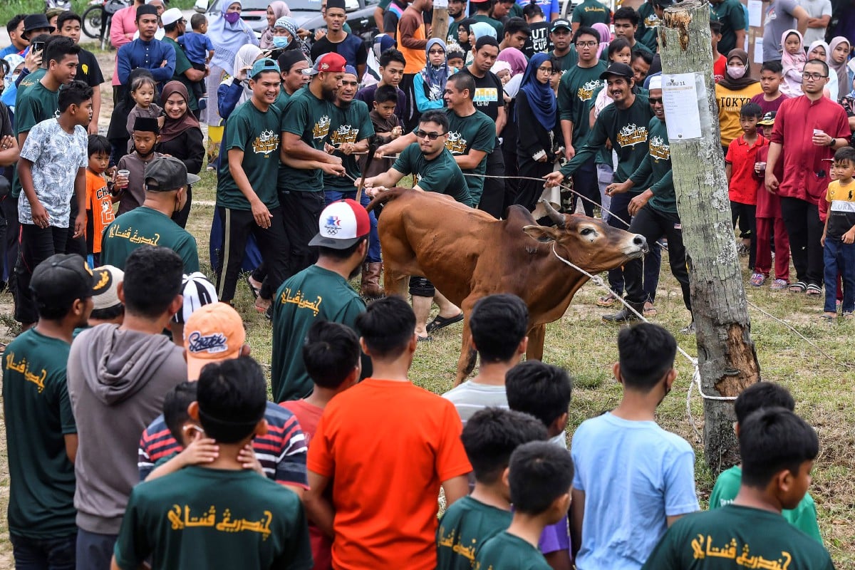 Penduduk bergotong-royong menumbangkan seekor lembu untuk ibadah korban sempena sambutan Aidiladha ketika tinjauan di Kampung Pantai Pandak, Kuala Terengganu. Sebanyak 20 ekor lembu dikorbankan pada majlis itu. FOTO Bernama