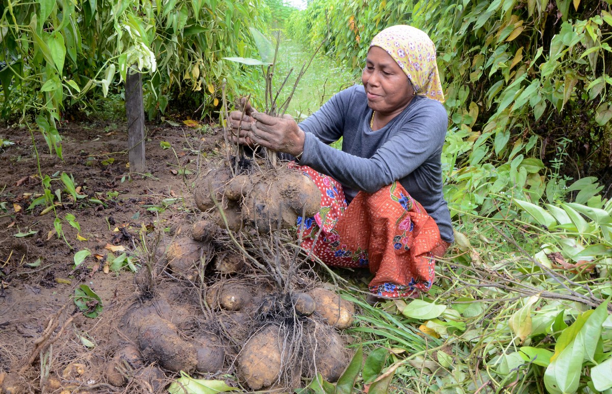 SITI Mariam memilih ubi badak yang digalinya untuk dijual pada musim tengkujuh di gerainya di Kampung Padang Siam. FOTO Bernama