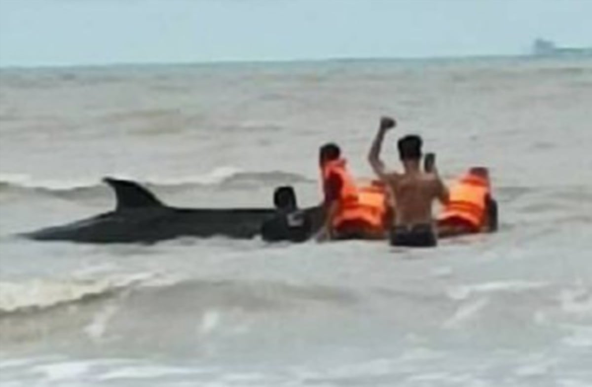 ANGGOTA bomba menolak anak paus yang terdampar di pantai ke laut. FOTO ihsan Bomba