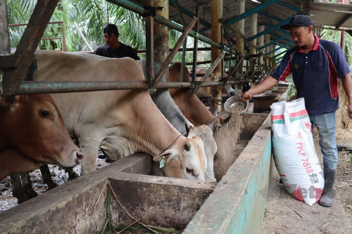 AHMAD Kariman menternak lembu di ladang miliknya sendiri di Kampung Banjar, Teluk Intan.