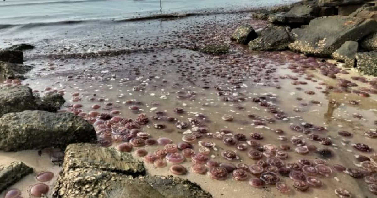 Ribuan ubur-ubur terdampar akibat peningkatan suhu air laut