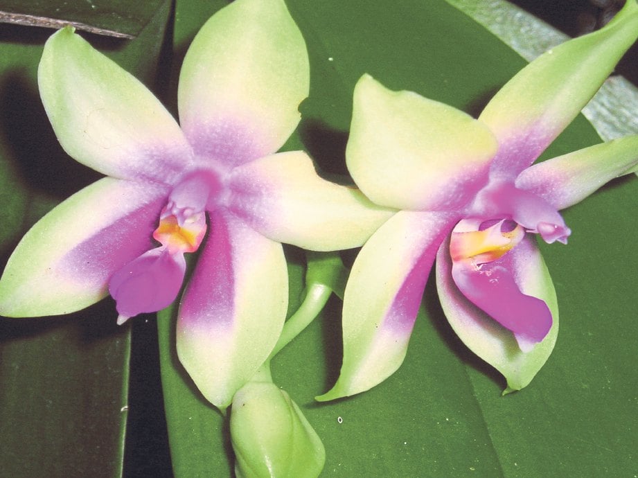  PHALAENOPSIS bellina antara bunga orkid yang harum.