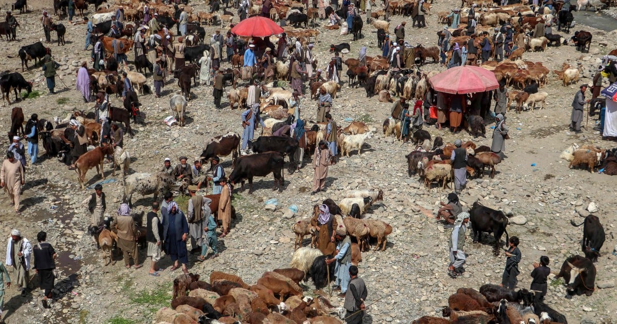 Afghanistan berdepan harga tinggi haiwan korban