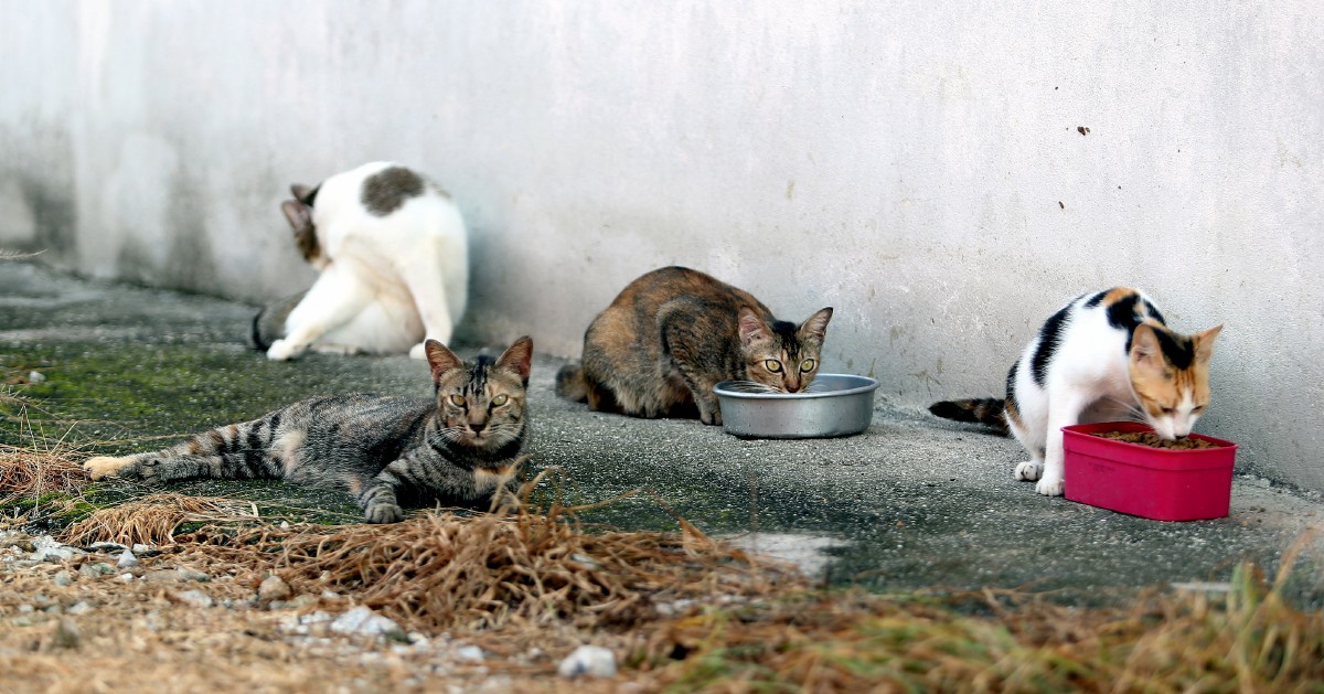 100 kucing ditemui mati di kediaman pesara