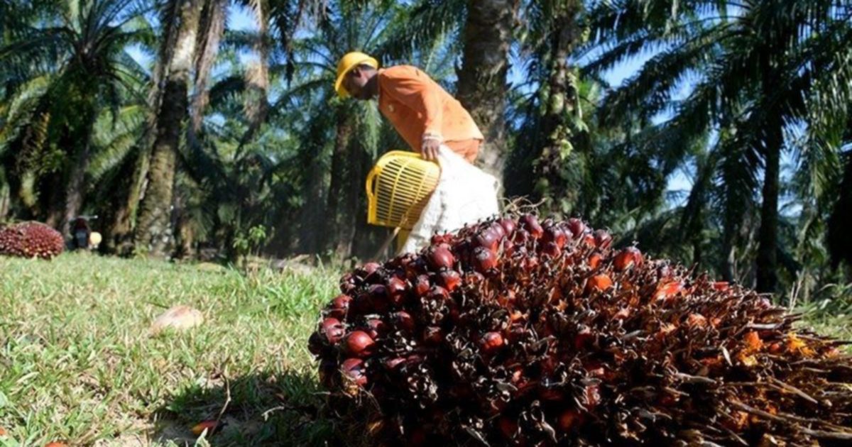 Industri minyak sawit disaran guna semula sisa untuk SAF