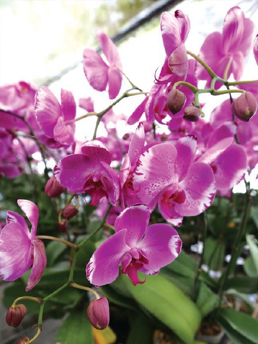 PELBAGAI warna bunga orkid dapat anda temui di Sanyi Phalaenopsis Orchid.