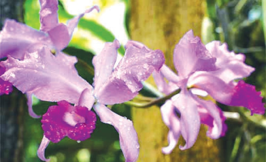 ANTARA jenis orkid yang boleh dilihat di Orchid Valley.