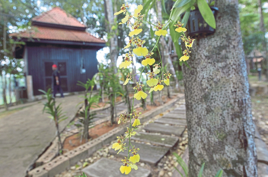 PELBAGAI orkid dibiarkan tumbuh meliar. FOTO Aswadi Alias