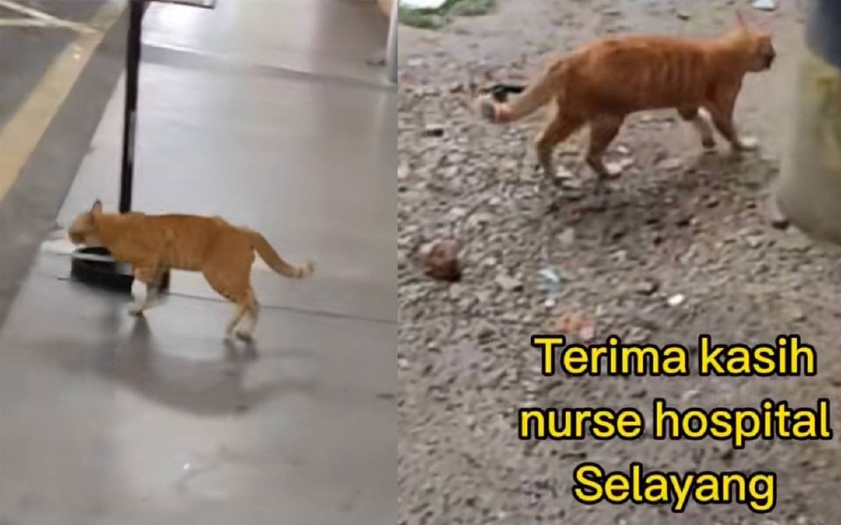 Kucing berwarna oren yang digelar 'Oyen' yang mengalami kecederaan mencuri tumpuan netizen di TikTok apabila datang ke wad kecemasan Hospital Selayang seolah-olah mahu mendapatkan rawatan. FOTO TANGKAP LAYAR TIKTOK ENOASAN2
