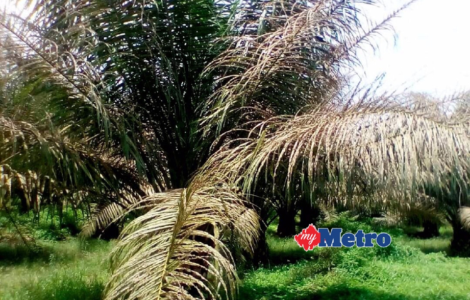 Keadaan pokok kelapa sawit yang diserang ulat bulu di berhampiran kawasan Felda Wilayah Trolak. - Foto ROSMAN SHAMSUDIN