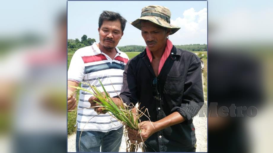 Zulkifli (kanan) bersama rakannya, Oii Jee Kok, 60, menunjukkan padi yang dimakan tikus. FOTO Noorazura Abdul Rahman