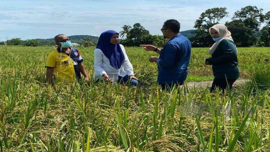 Harga Siling Benih Padi Ditetap Rm35 Setiap 20kg Mulai 2021 Menteri Selangorkini