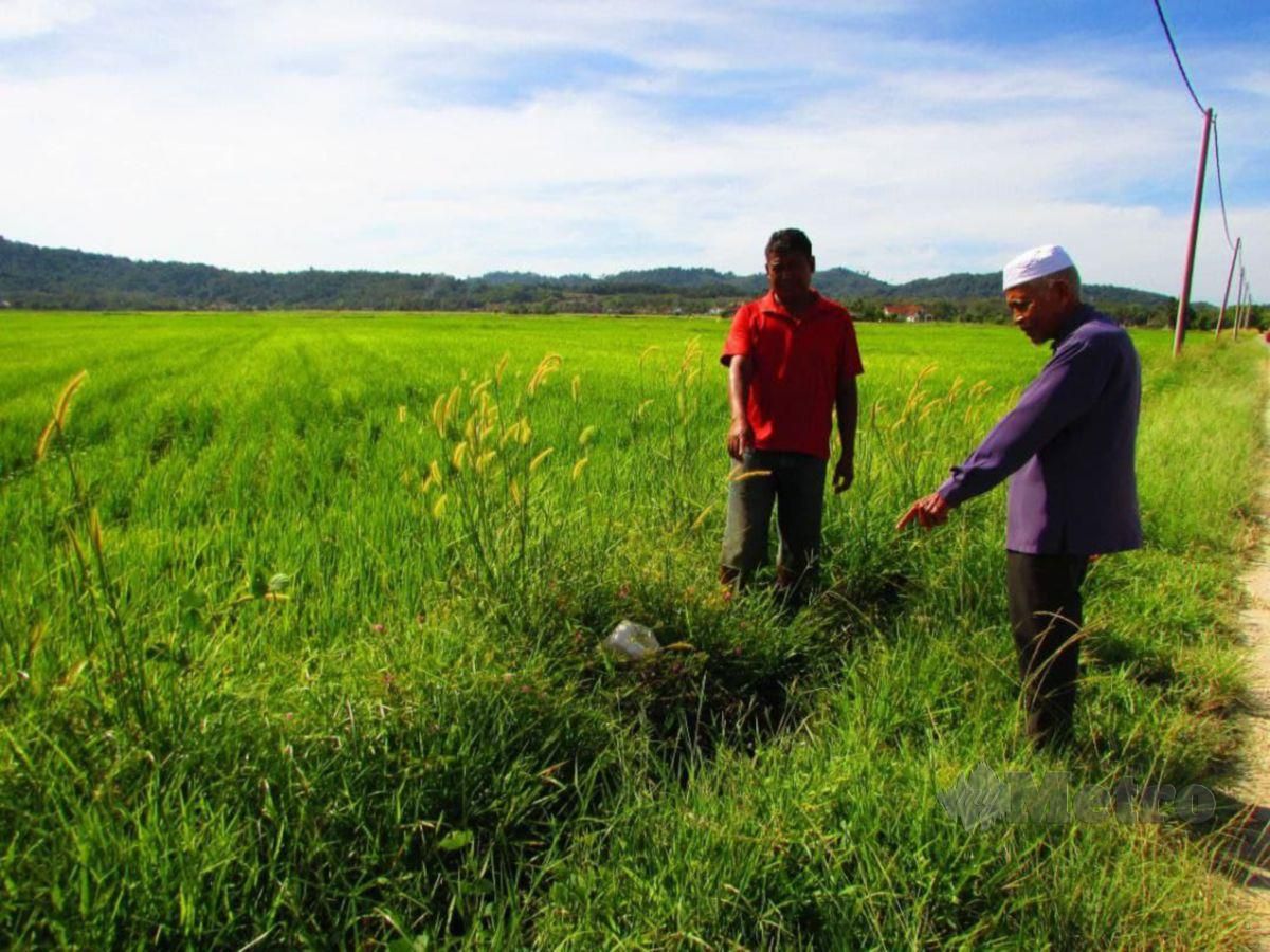 Hanya dapat RM200 daripada serelong padi pulut